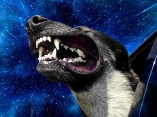 Illustration for article titled Dogs love sticking their heads out the window even more at warp speed
